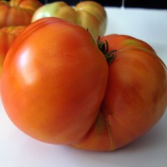 4 Kg de Tomate ecológico-FIN DE TEMPORADA AÑO 2023