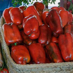 Pimiento ecológico 5Kg-FIN DE TEMPORADA