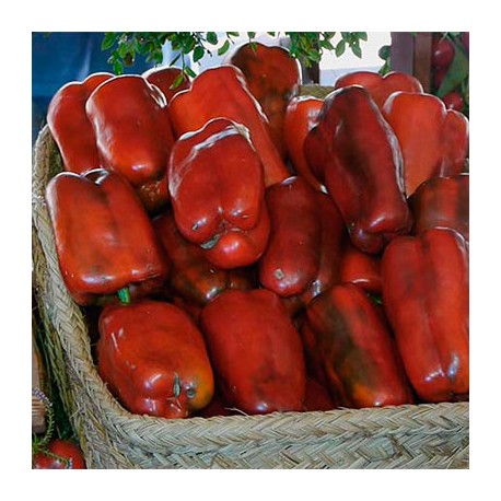 Pimiento ecológico. 4Kg, Fin de temporada