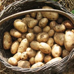 Patata agria saco 25 Kg con envío incluido
