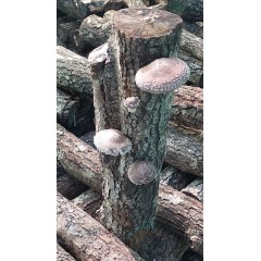 ENTRETRONCO DE SETA SHIITAKE